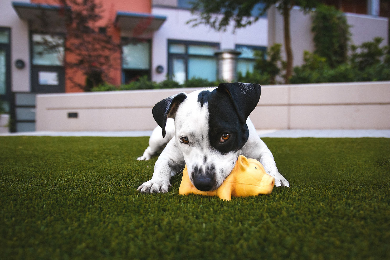 A small black and white dog lying on artificial grass holding a yellow rubber toy in its mouth.