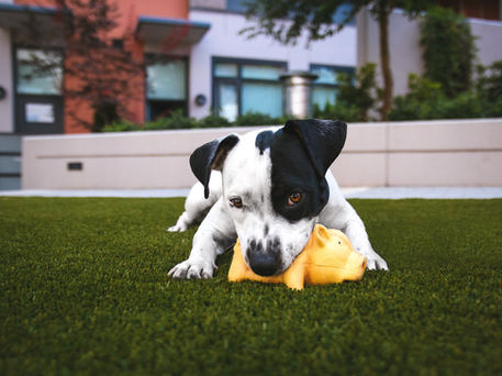 Pet dog playing with a toy on turf in backyard