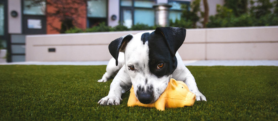 Moving With Your Dog: 4 Ways to Make Long Distance Moves Easier