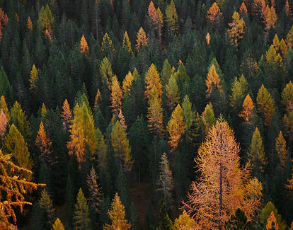 Image by Luca Bravo