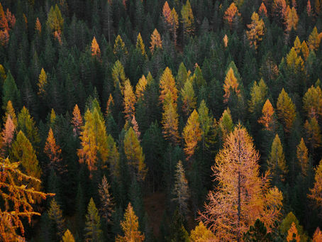Even More Fall Things to do in Asheville—A Local’s Perspective