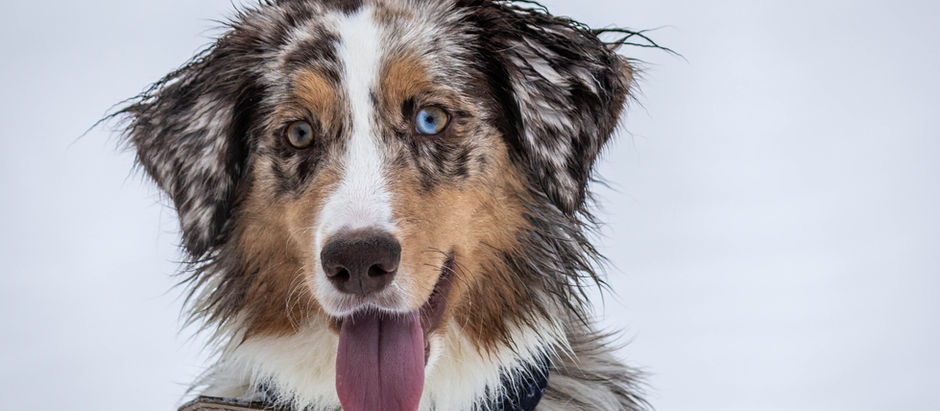 What is “Conscious (Dog)Parenting”
