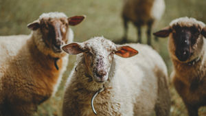 【將臨記 I】牧羊人