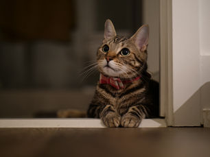 Un chat qui regarde quelque chose