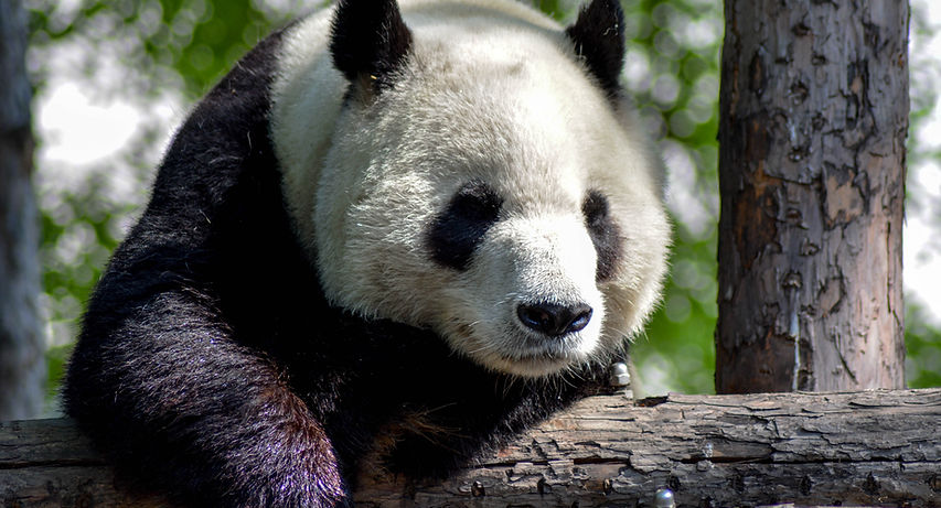Perle della Cina e Chengdu