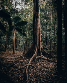 Image by Vinicius Löw