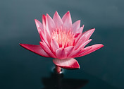 Lotus in bloom by Saffu
