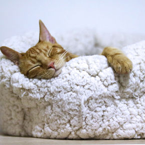 Dreaming through the hustle: A sleep guide for the overworked