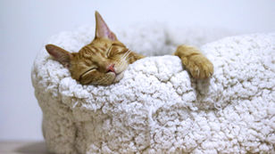 7 Types of Rest