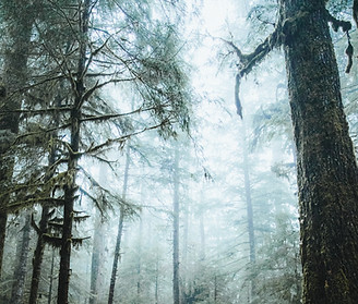 Image by Justin Kauffman