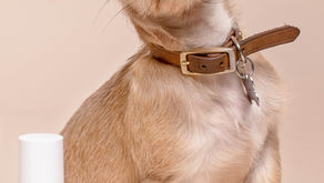  [每週星座運勢] 2024/12/15-12/21｜小龜的塔羅牌世界