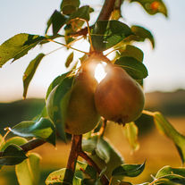 Fruit Comes From Walking With the Spirit