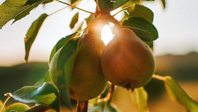 Pear - 'Summercrisp' Pear Tree
