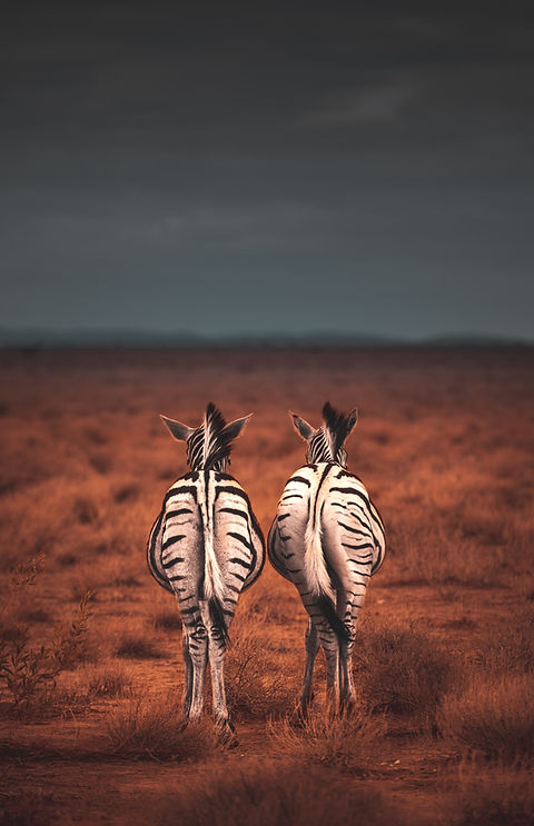 Image by Geran de Klerk