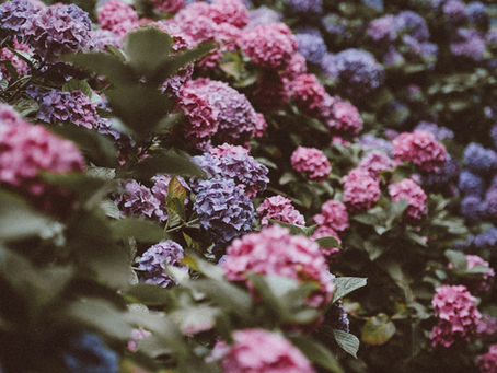 June in Asheville—A Local’s Perspective