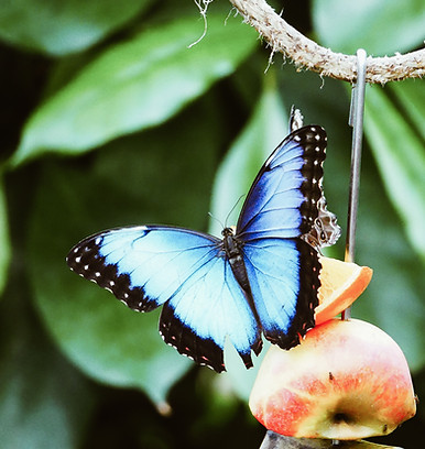 Image by Maurits Bausenhart