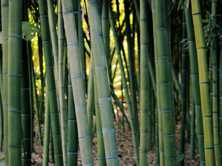 What are the benefits of bamboo plants?