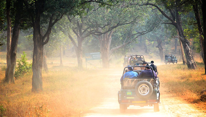 India: Magical Wildlife & Captivating Safaris