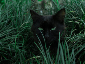 Giftige und ungiftige Pflanzen für Katzen