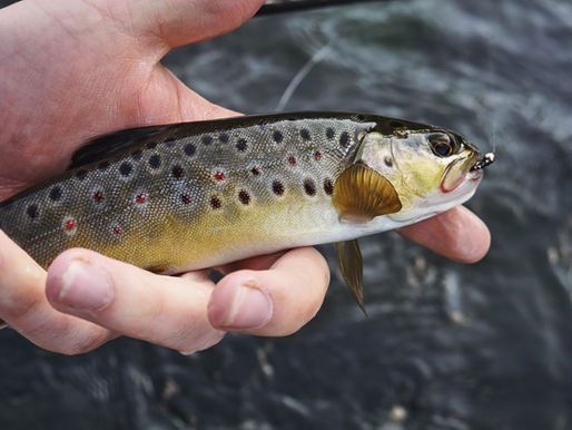 Trout Fishing