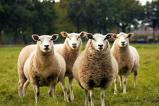 Bulls-two-one-red-and-white.jpg