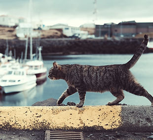 Image by Wren Meinberg