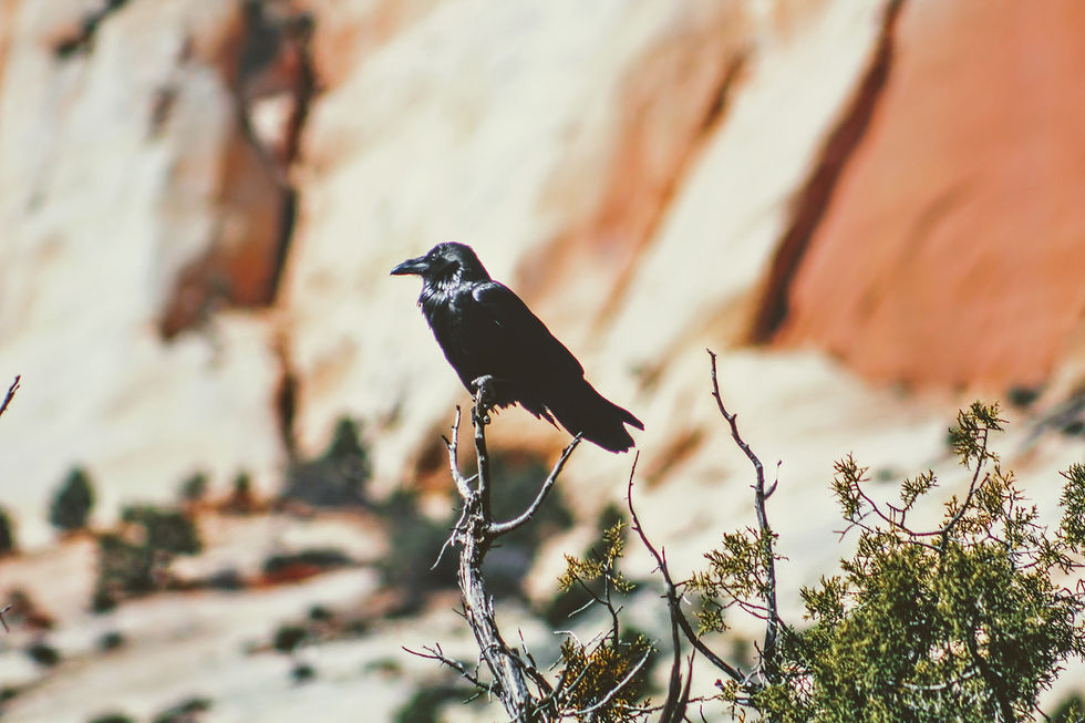Image by Joshua Hoehne