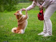 Dog on its hind legs eating a treat being handed to them by trainer