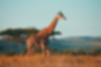 Travel packages South Africa