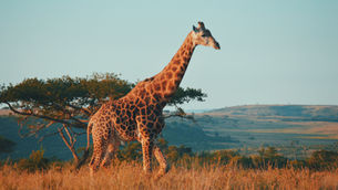 Traveling from America to South Africa for the First Time: Tips from a Local