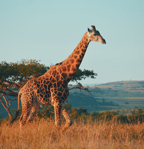 Image by Kelly Arnold