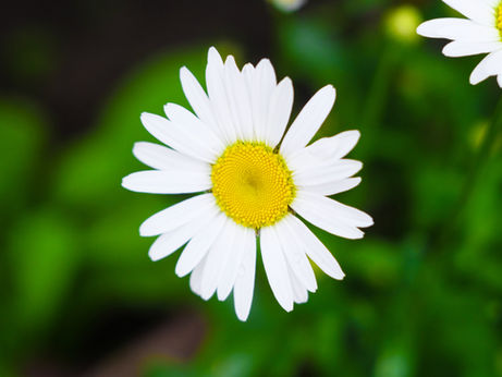 Latihan Soal ANBK Literasi SD Tahun 2025 2026