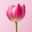 Writer: Roses And Orchid Team