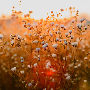 Breast Cancer & The Menopause
