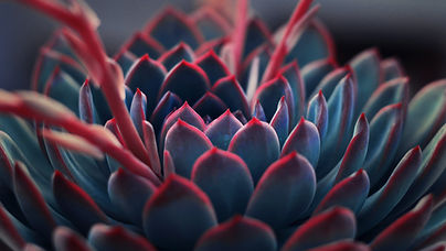 Image by Yousef Espanioly