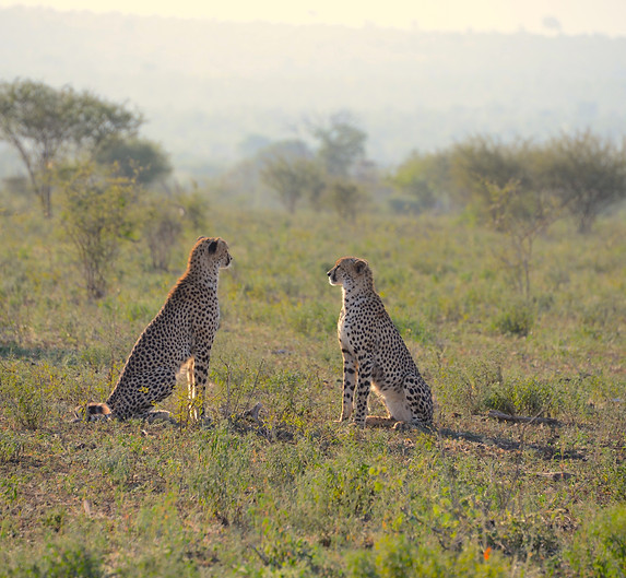 Image by Yolande Conradie
