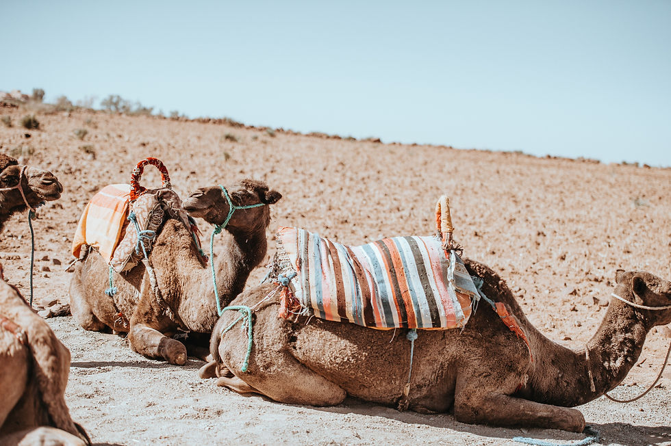 Image by Annie Spratt