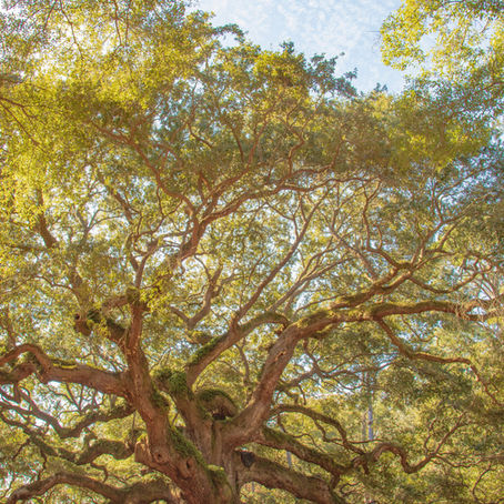 Week 22 (26 May - 1 June) : Jesus Came to Seek and Save the Lost