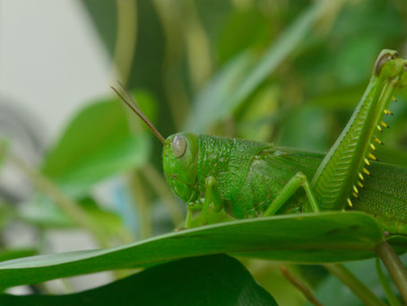 Cast Down the Grasshopper Mentality