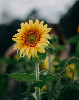 Image by Max Andrey