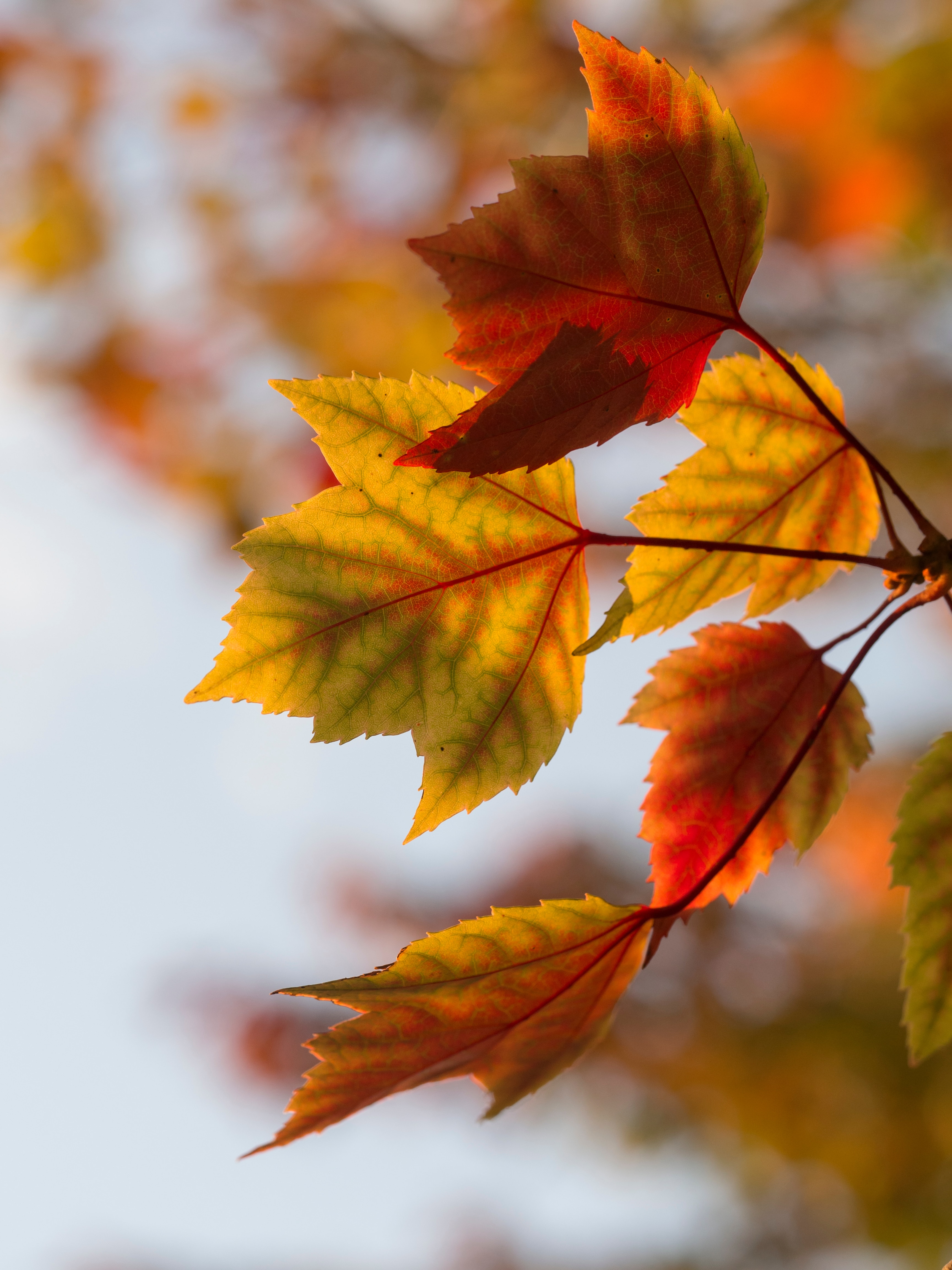13 SUPERFOODS FOR THE AUTUMN