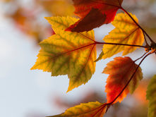 The Awe of Fall