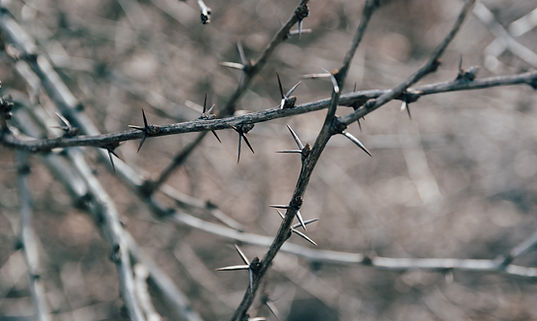 Image by Kelly Sikkema