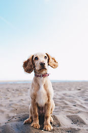 Image by Ryan Walton