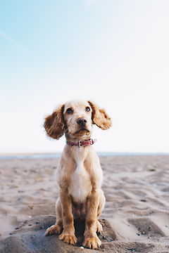 Image by Ryan Walton