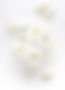 Whte Flowersbackground