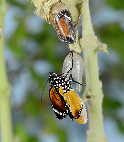 Image by Bankim Desai