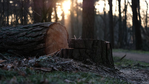 Image by Erwin Voortman
