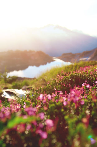 Image by Jordan Steranka