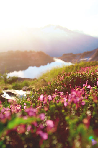 Image by Jordan Steranka